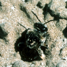 Alkali Bee