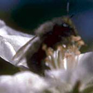 Blue Orchard Bee