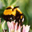 Bumble Bee