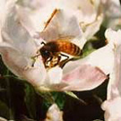 Honeybee