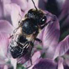 Alfalfa Leafcutting Bee